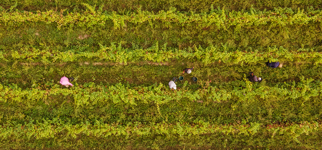 Teliani Valley vineyard