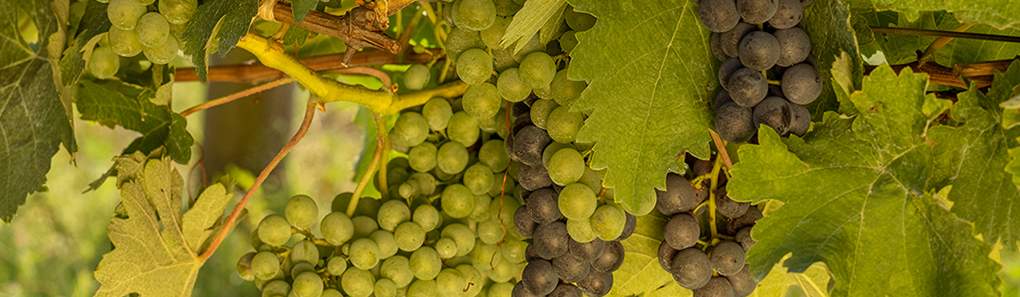 Vineyard cover crops