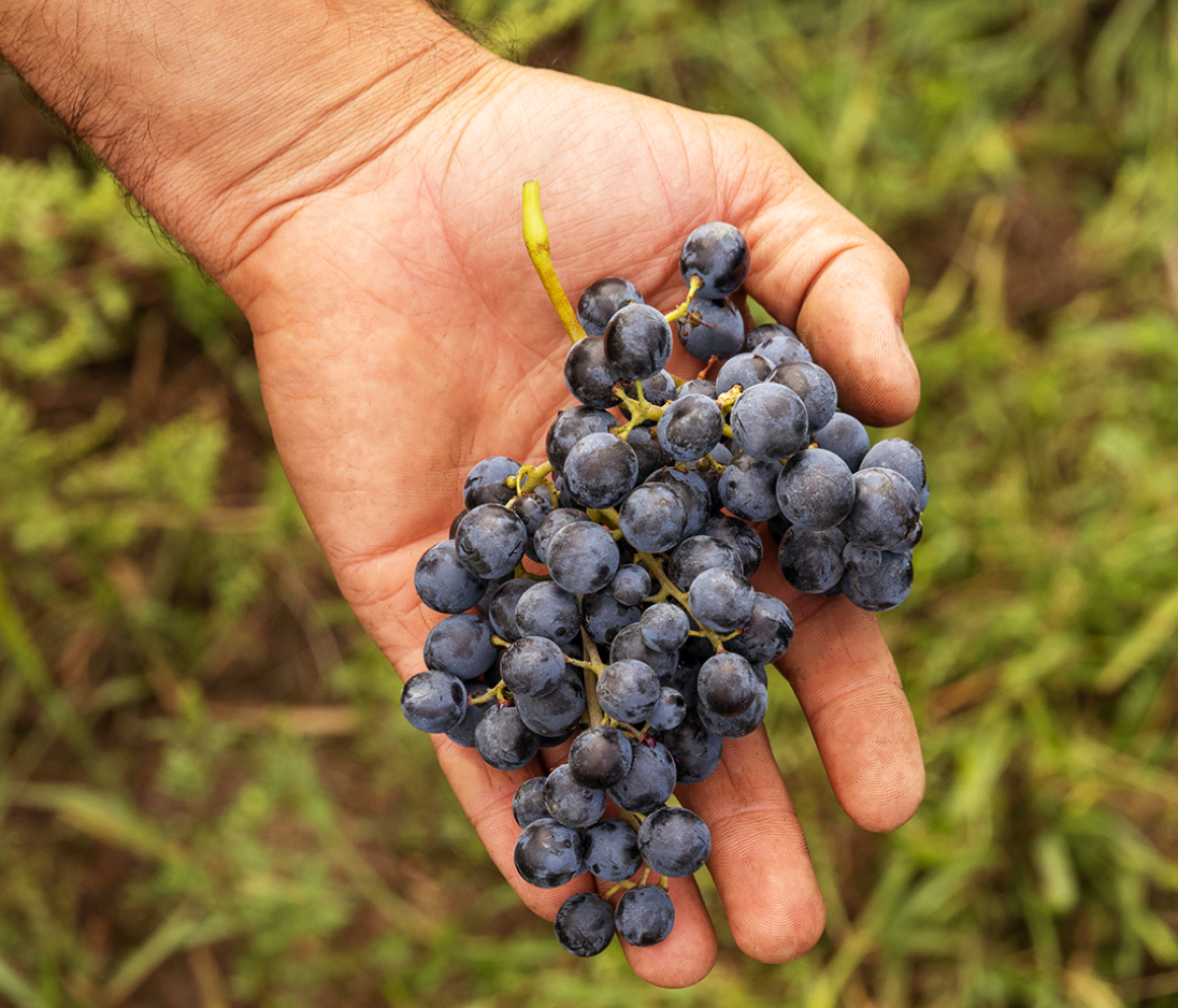 Qvevri winemaking