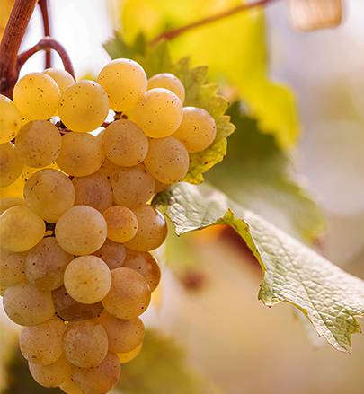 Harvest in the Teliani Valley vineyard