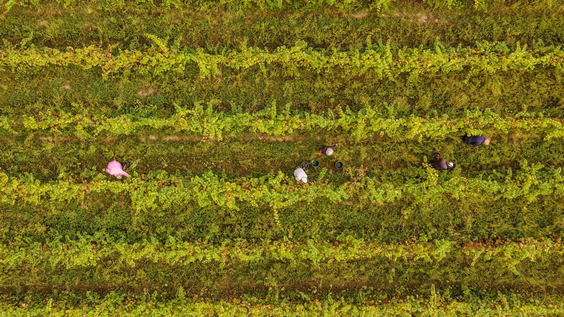 Teliani Valley winery in Kakheti