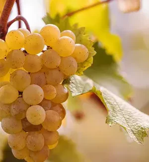 Teliani Valley opens the 2024 harvest